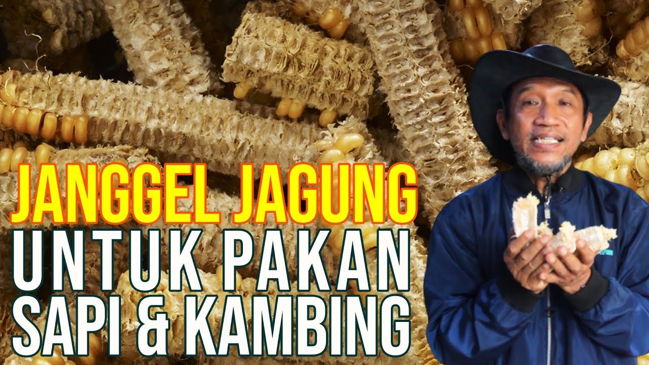 
                                 Janggel-Jagung-Pakan-Ternak-Sapi-&-Kambing